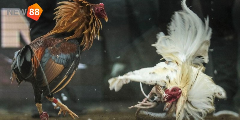 Những luật chấp điều gà chọi cần biết