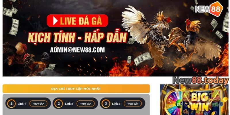 Đá gà NEW88 có gì đặc biệt?