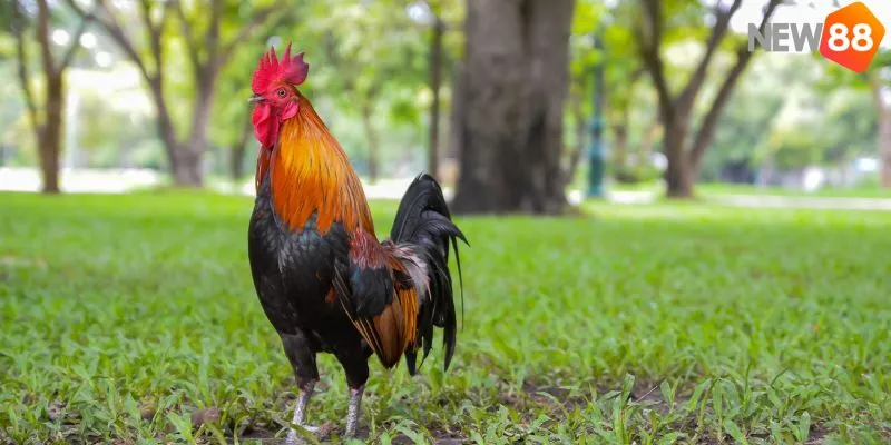 Cách Xem Mặt Gà Đá Chi Tiết - Bí Quyết Chiến Thắng 